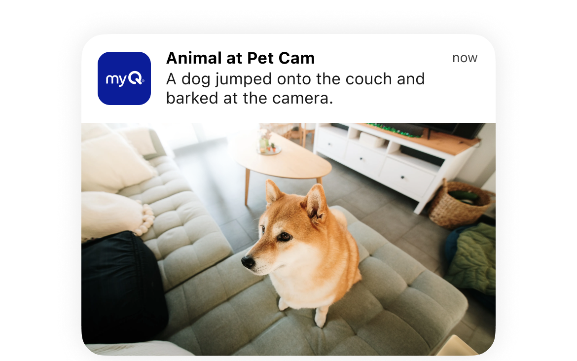 Video showing dog on couch